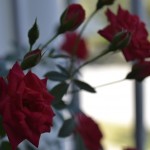 Roses by David Yarde