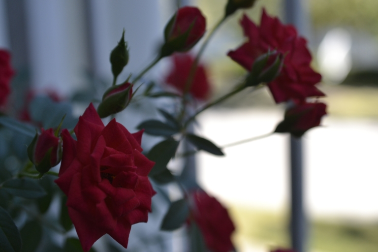 Roses by David Yarde