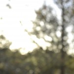 Sunny mornings by David Yarde